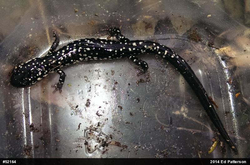 Northern Slimy Salamander