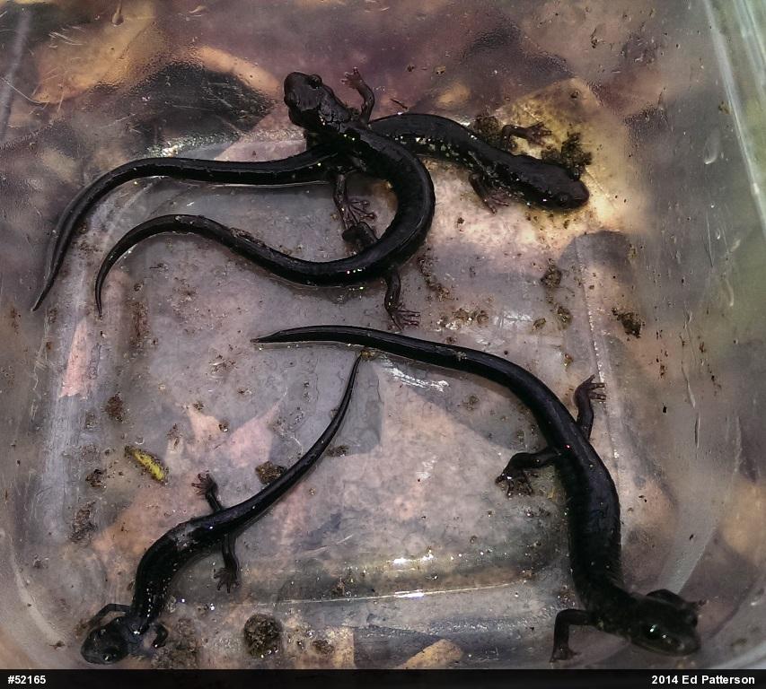 Wehrle's Salamander