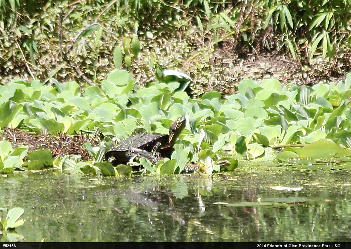 Red-eared Slider