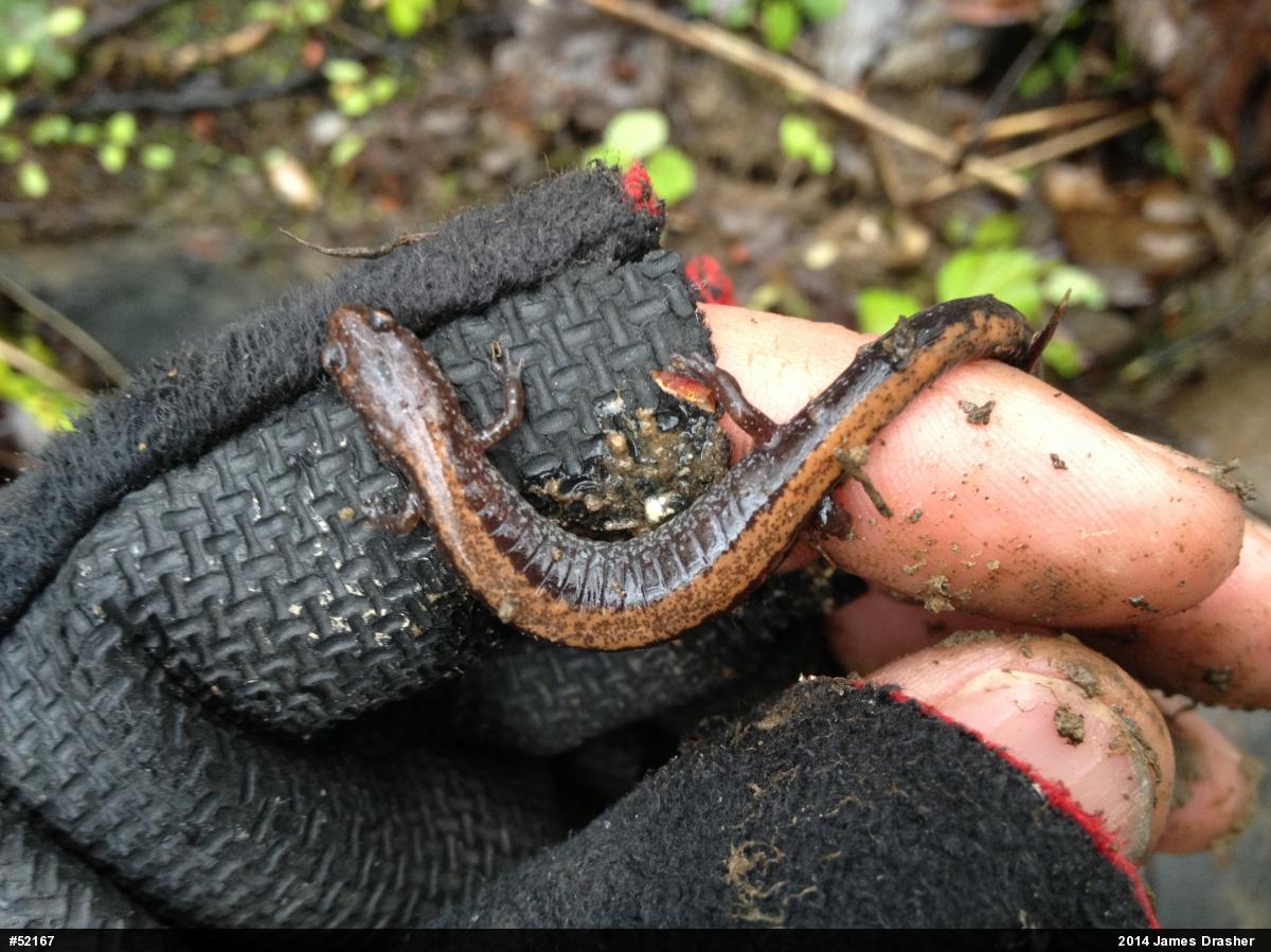 Eastern Red-backed  Salamander