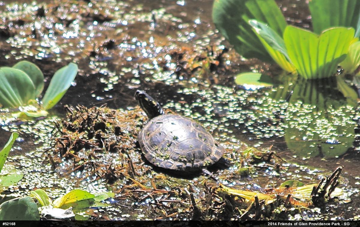 Painted Turtle