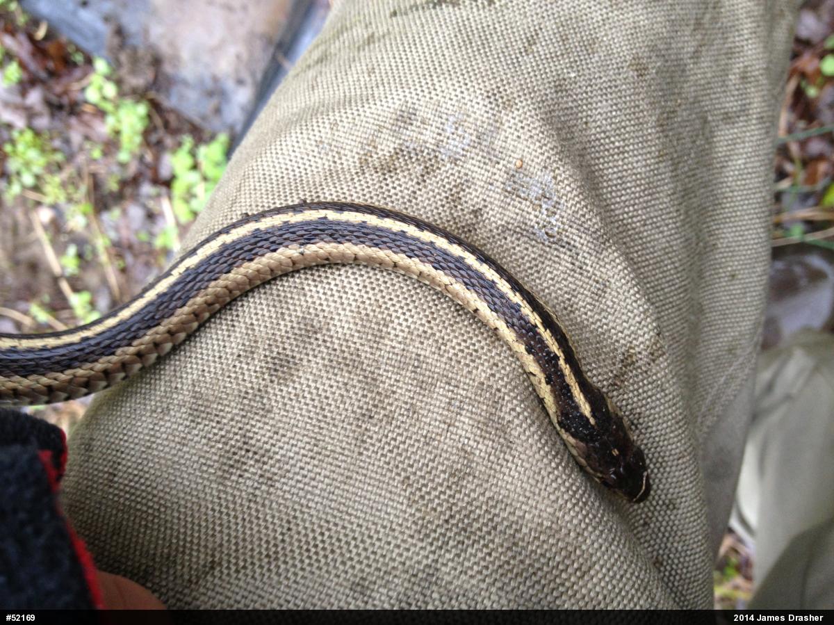 Eastern Gartersnake