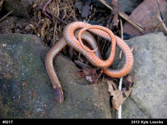 Red-bellied Snake
