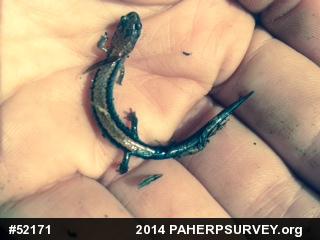 Eastern Red-backed  Salamander