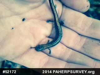 Eastern Red-backed  Salamander