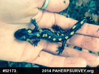 Spotted Salamander