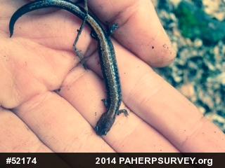Eastern Red-backed  Salamander