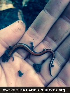 Eastern Red-backed  Salamander