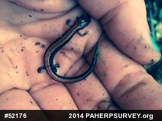 Eastern Red-backed  Salamander