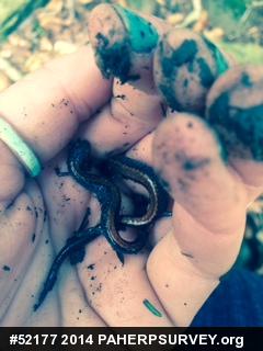 Eastern Red-backed  Salamander