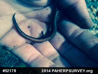 Eastern Red-backed  Salamander