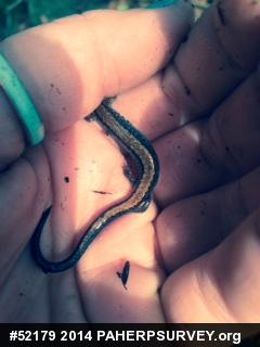 Eastern Red-backed  Salamander
