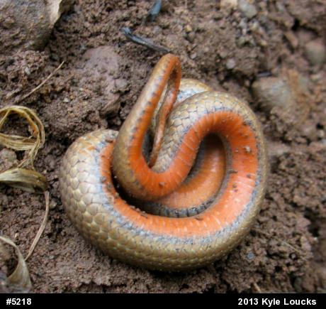 Red-bellied Snake