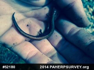 Eastern Red-backed  Salamander