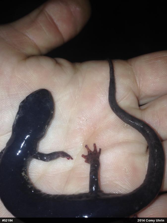 Northern Slimy Salamander