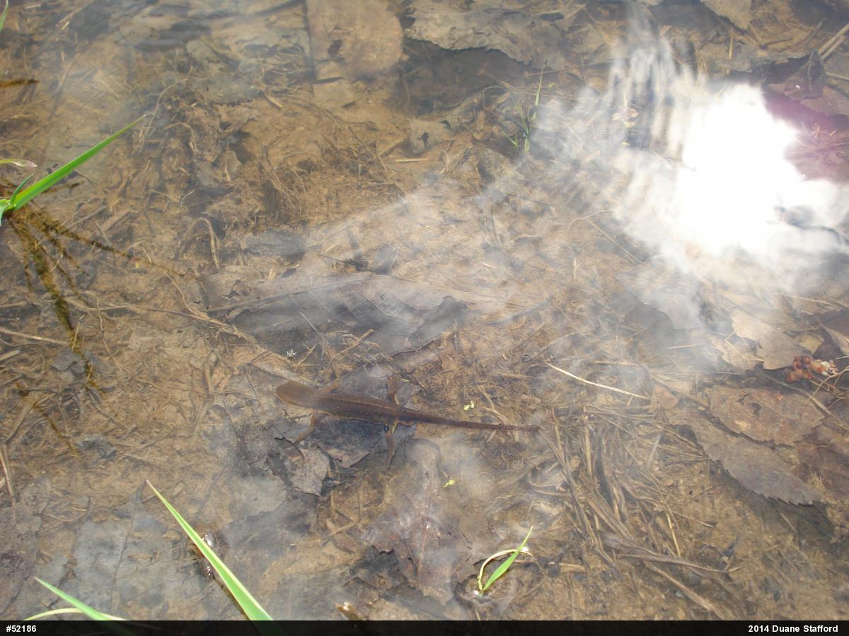 Red-spotted Newt