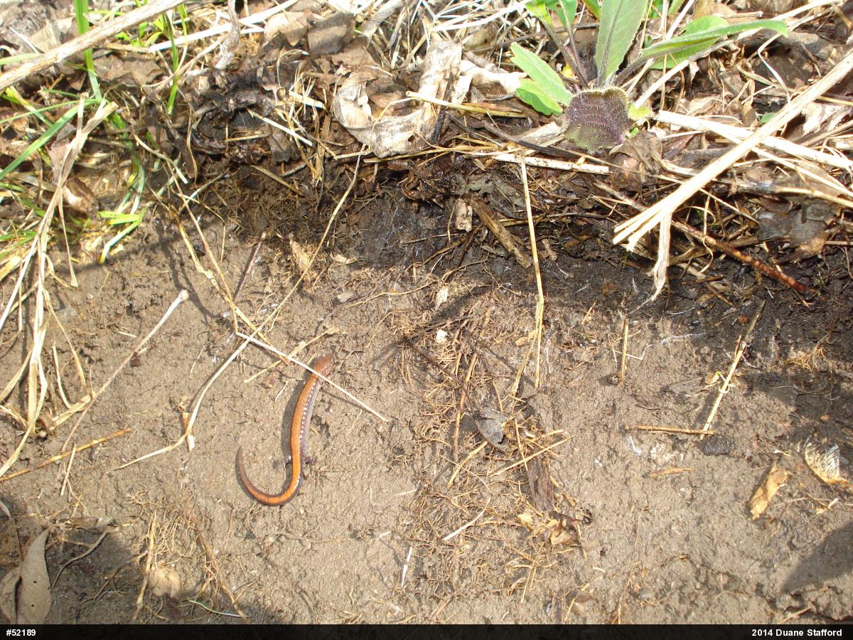 Eastern Red-backed  Salamander