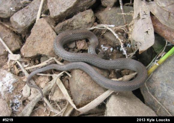 Red-bellied Snake