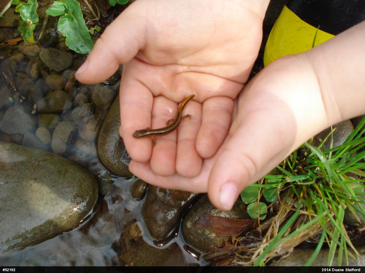 Northern Two-lined Salamander