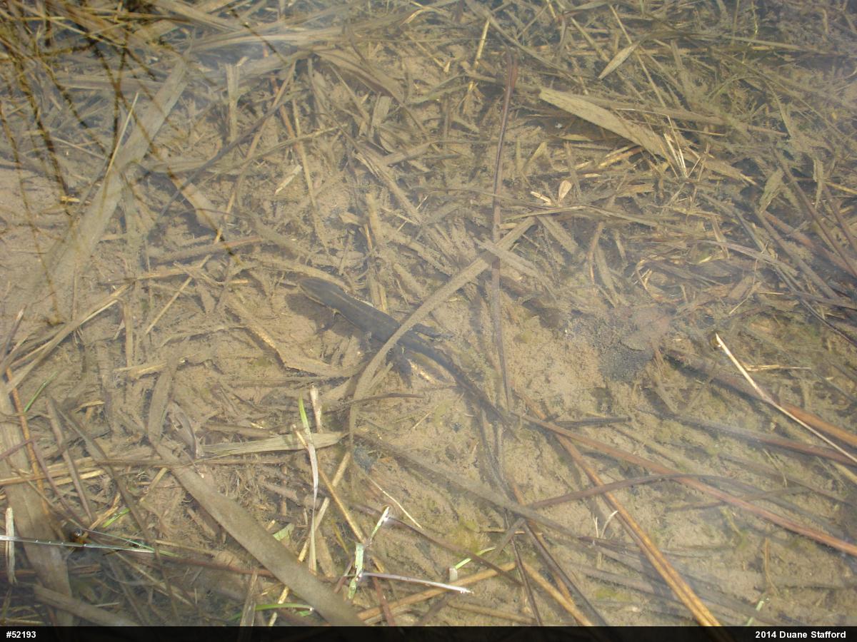 Red-spotted Newt