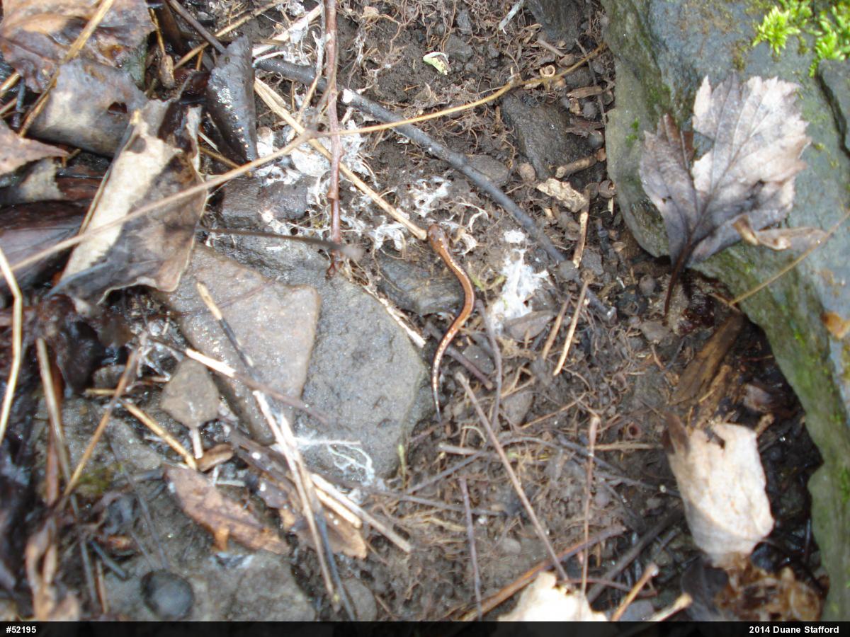 Eastern Red-backed  Salamander