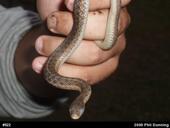 Eastern Gartersnake