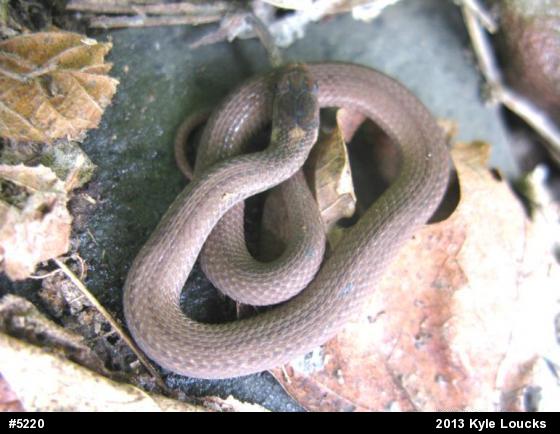 Red-bellied Snake