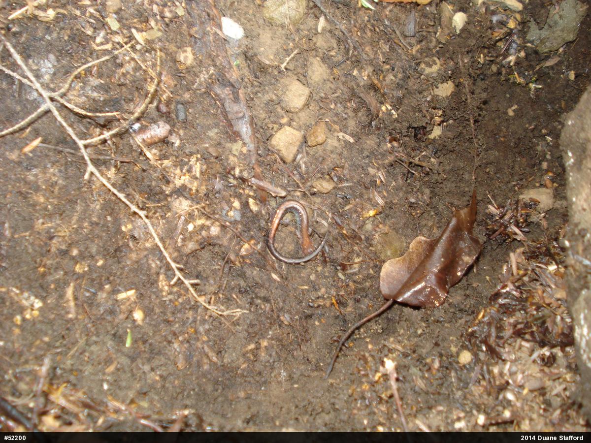 Eastern Red-backed  Salamander