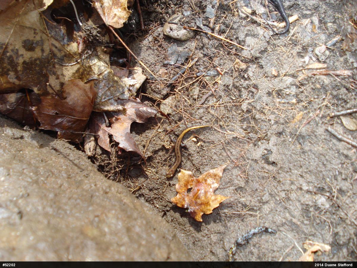 Allegheny Mountain Dusky Salamander