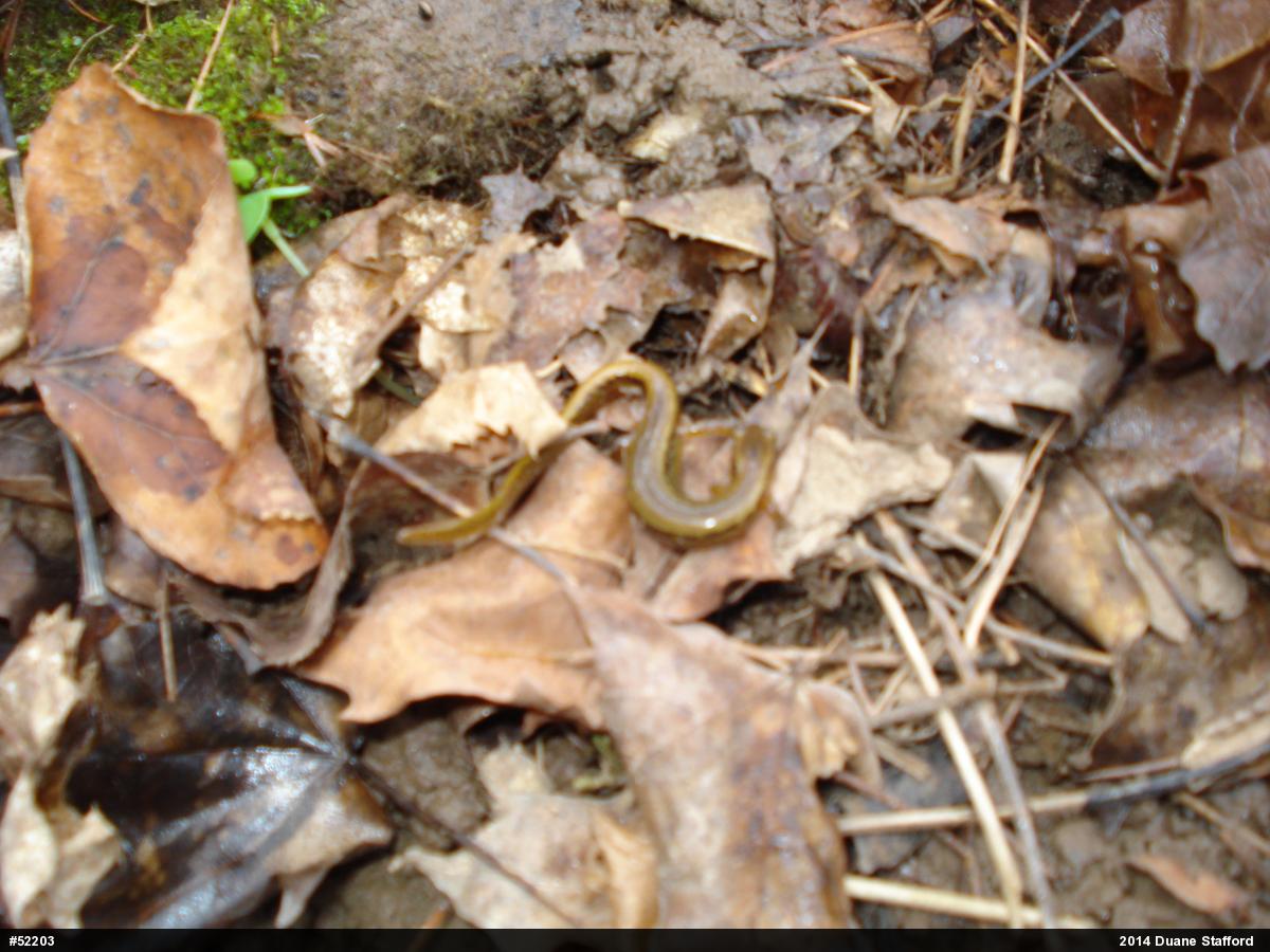 Northern Two-lined Salamander
