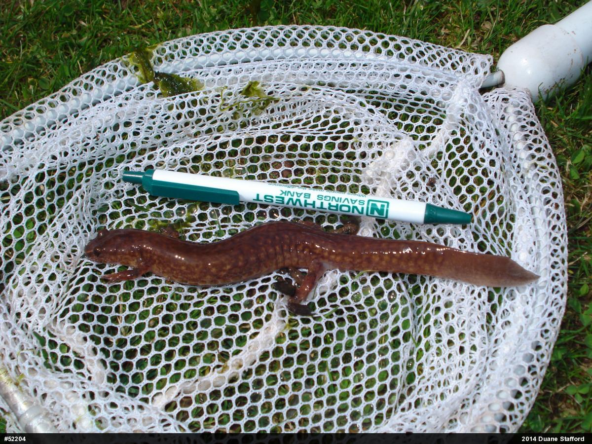 Northern Spring Salamander