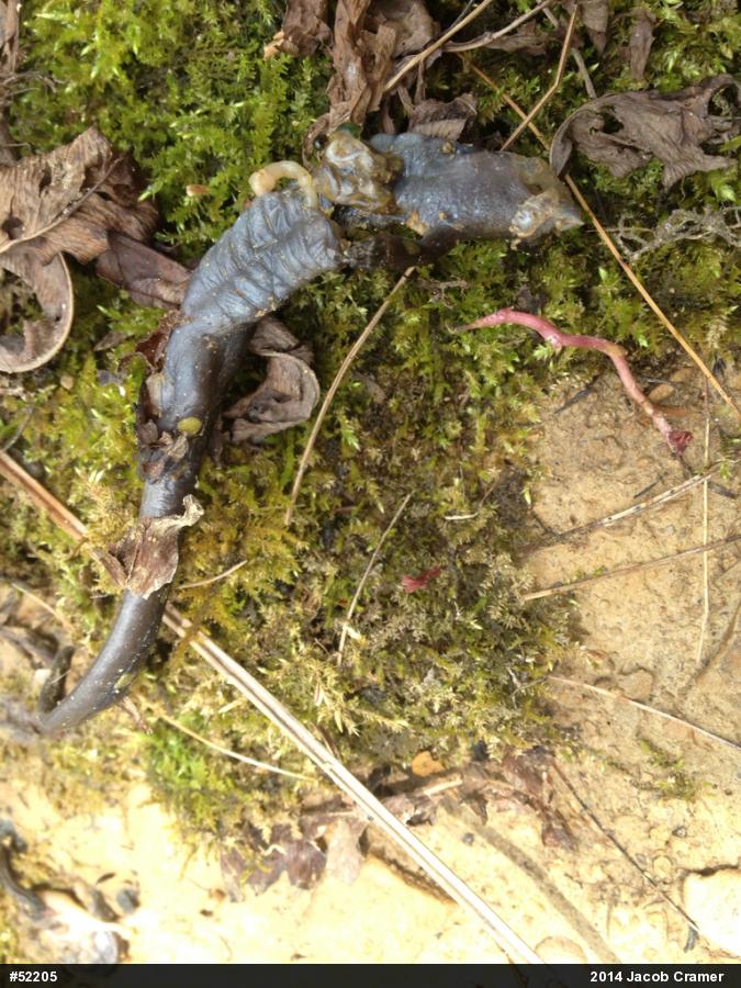 Spotted Salamander