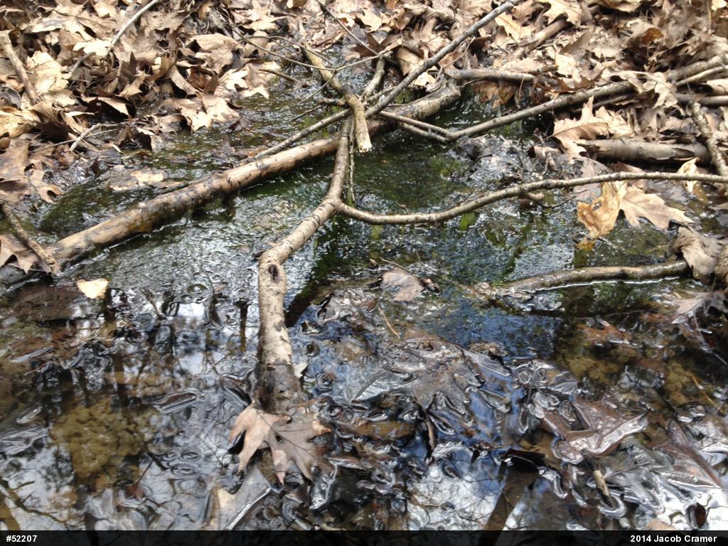Wood Frog