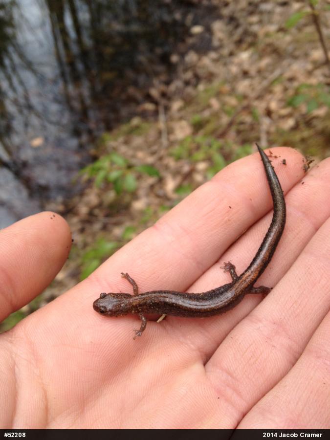 Eastern Red-backed  Salamander