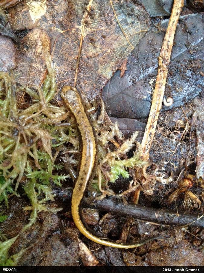 Allegheny Mountain Dusky Salamander