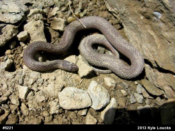 Red-bellied Snake