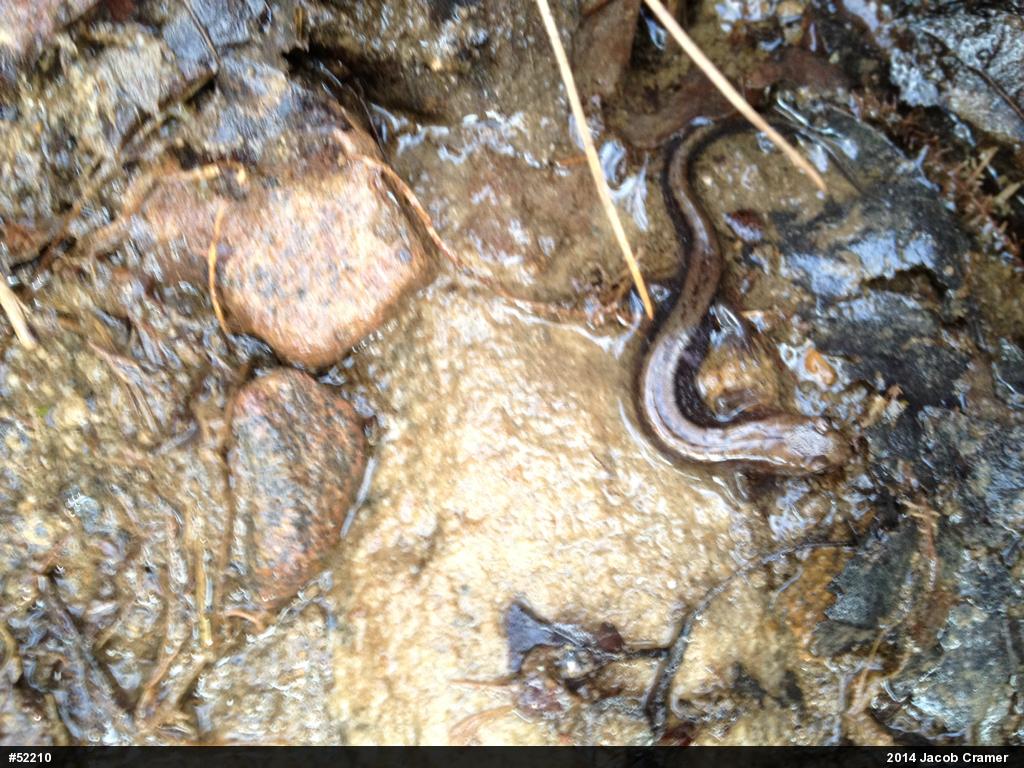 Allegheny Mountain Dusky Salamander