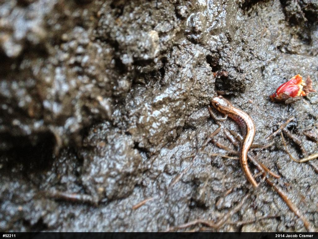 Allegheny Mountain Dusky Salamander