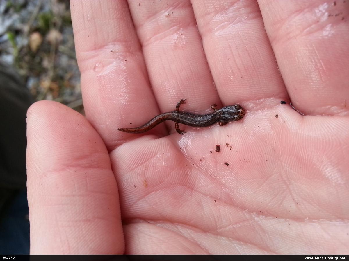 Four-toed Salamander