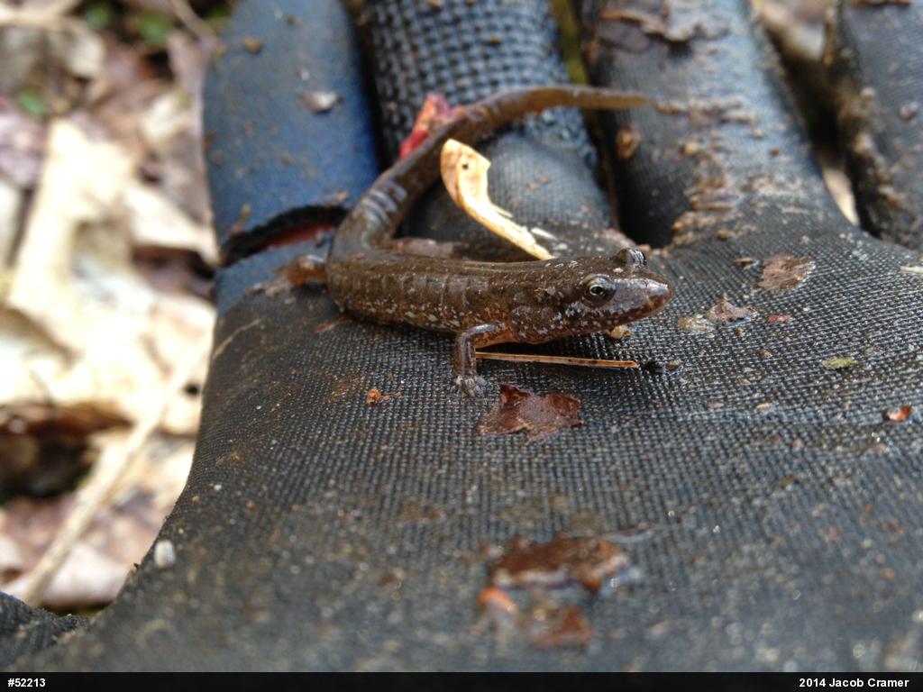 Northern Dusky Salamander