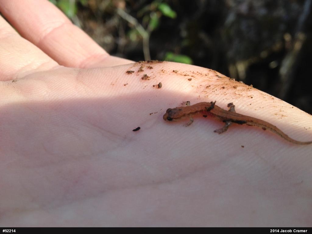 Allegheny Mountain Dusky Salamander