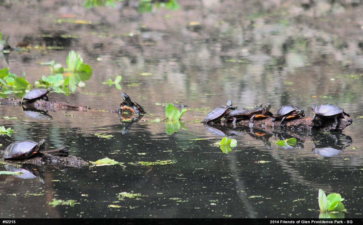 Painted Turtle