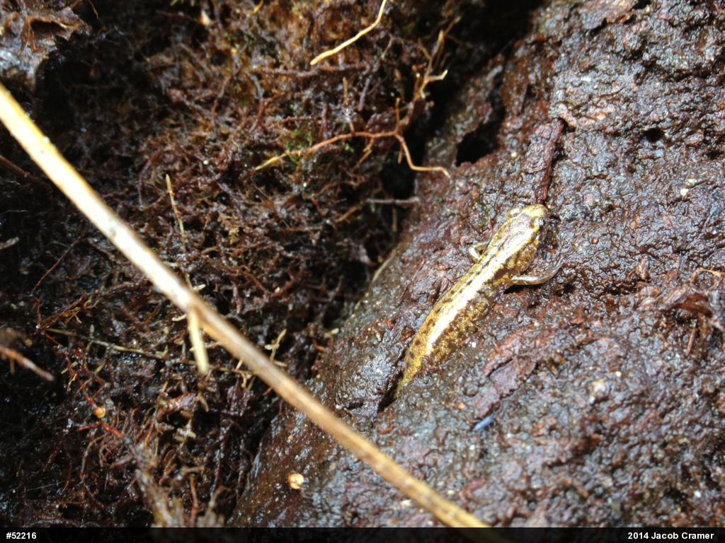 Allegheny Mountain Dusky Salamander