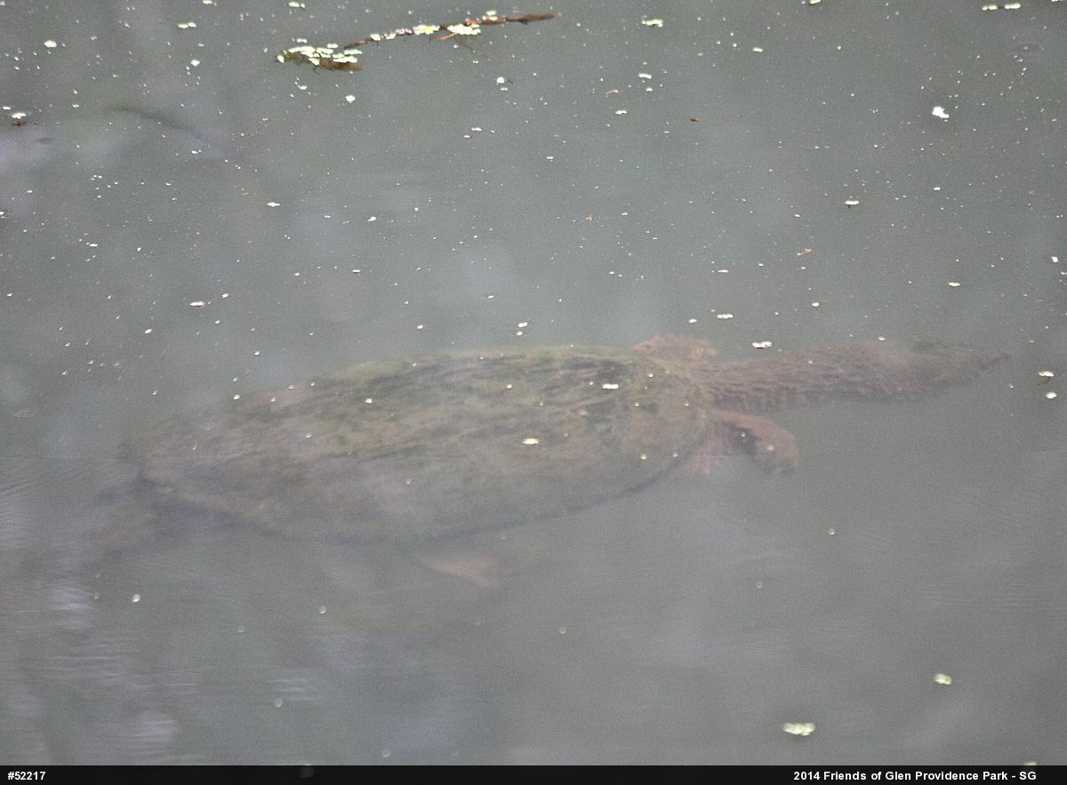 Snapping Turtle