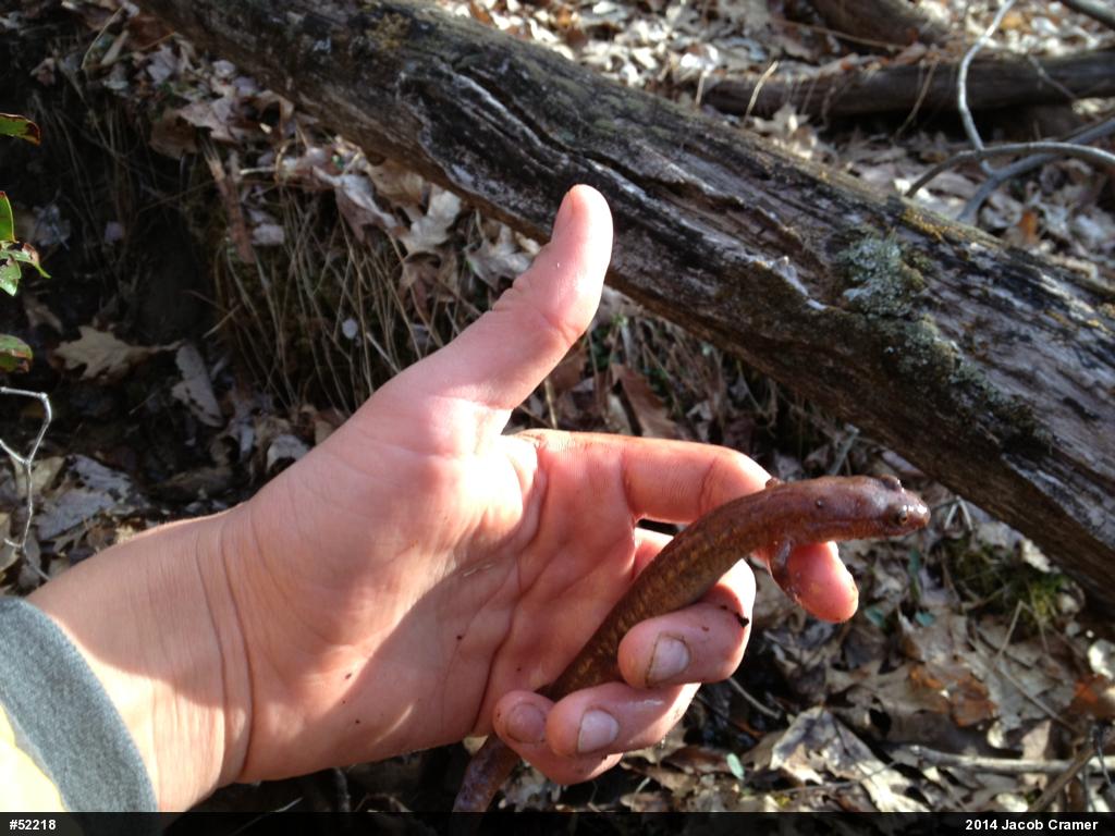 Northern Spring Salamander