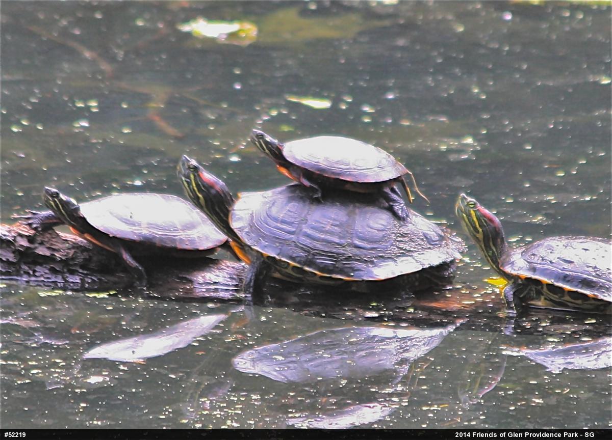 Red-eared Slider