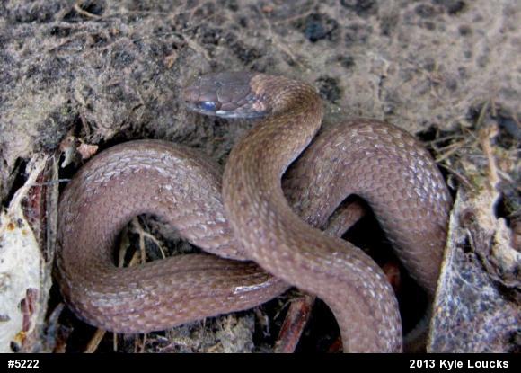 Red-bellied Snake