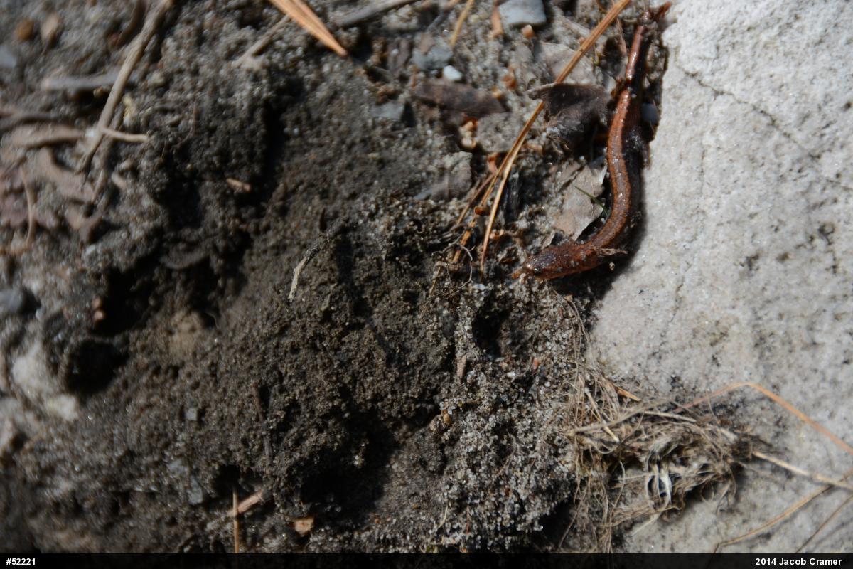 Eastern Red-backed  Salamander