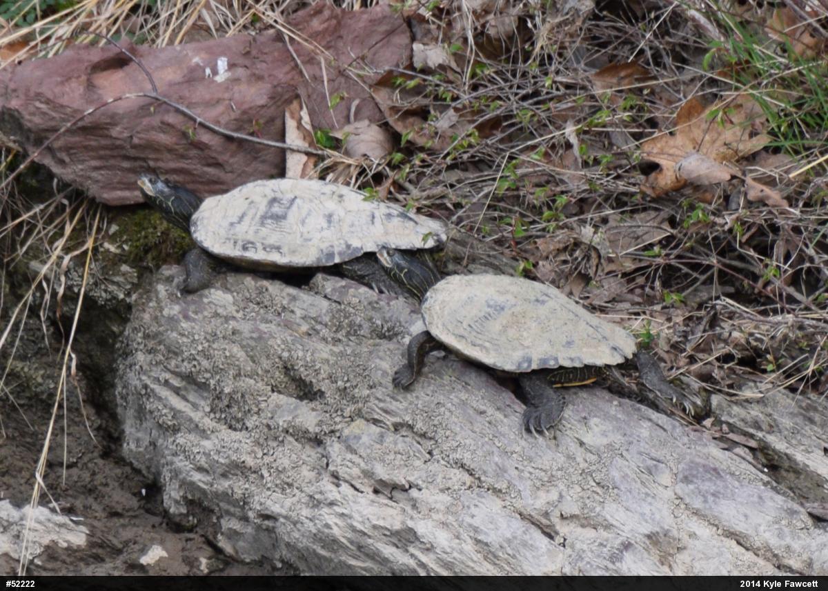 Northern Map Turtle