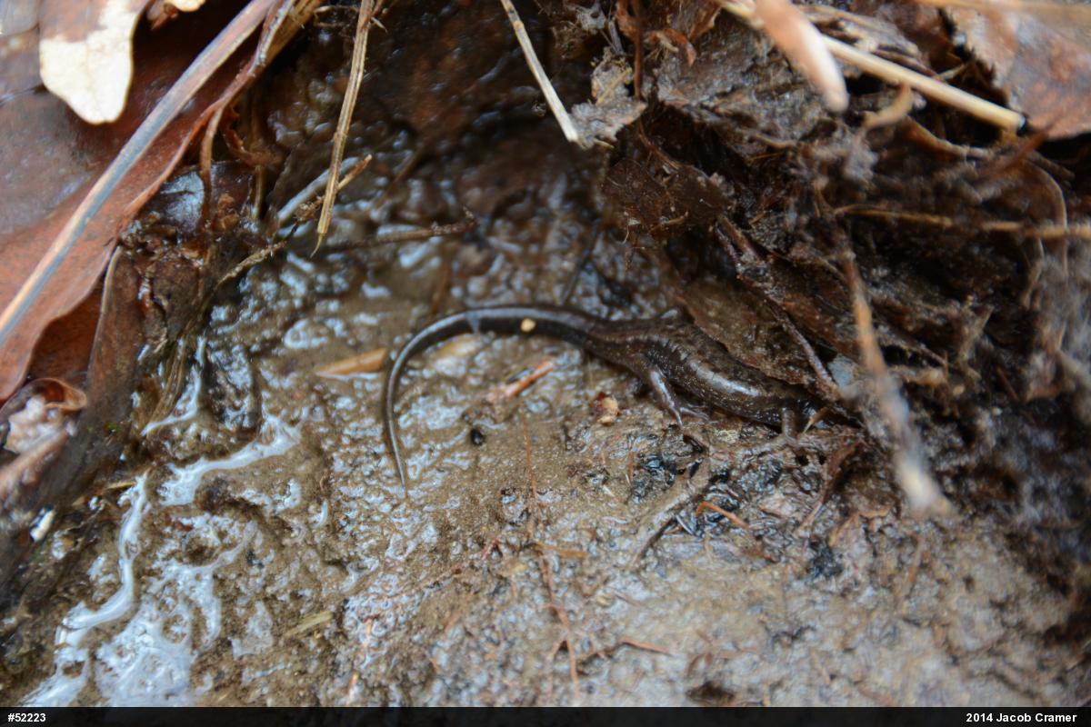 Allegheny Mountain Dusky Salamander